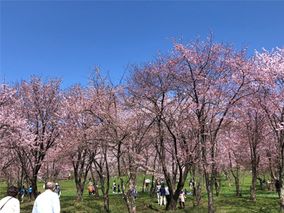 Cherry Blossom Festival